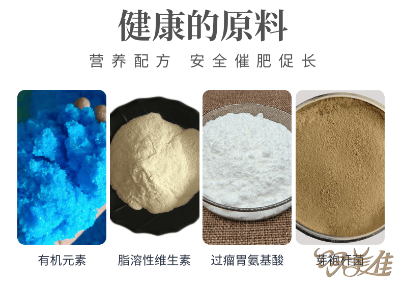 牛羊催肥的馬可以用嗎